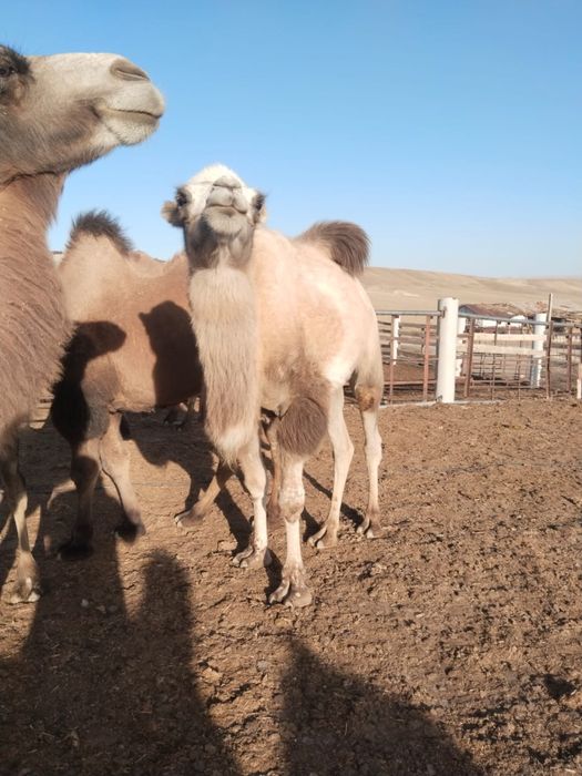 Продам верблюд спокоины верблюд езды( жуас туие минги )