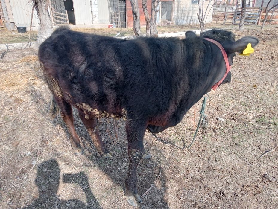 Бұқа сатылады 1 жасар