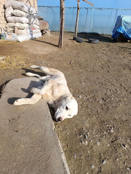 Азиатской Алабай