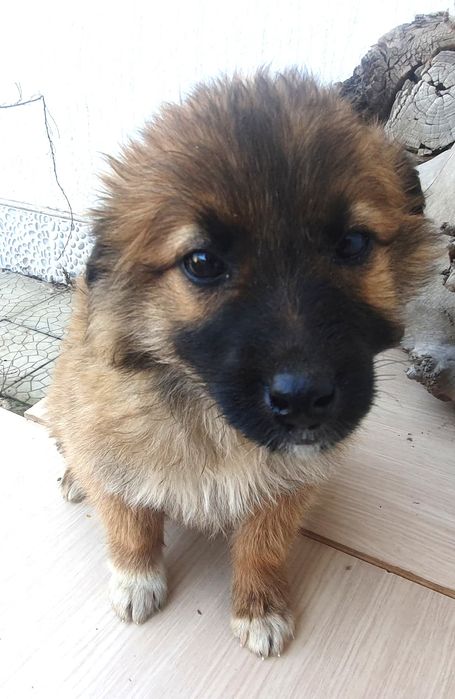 ЩеняТки разных окрасов ждут любящих хозяев