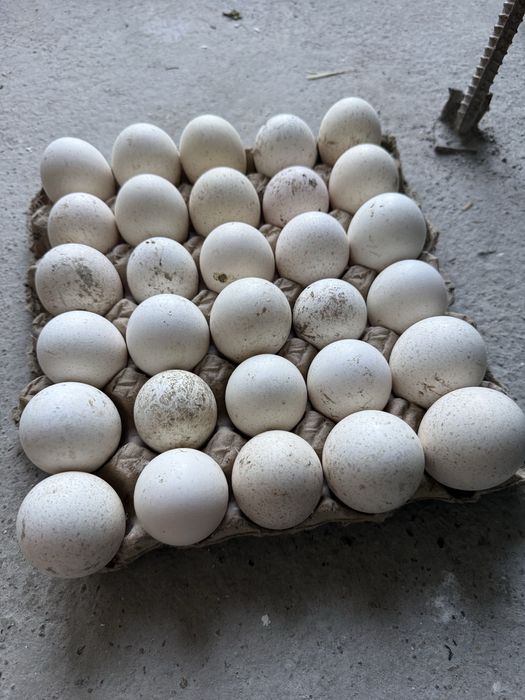 Kurka tuxumlari joja chiqartirish uchun. Индюк. Яйцо.