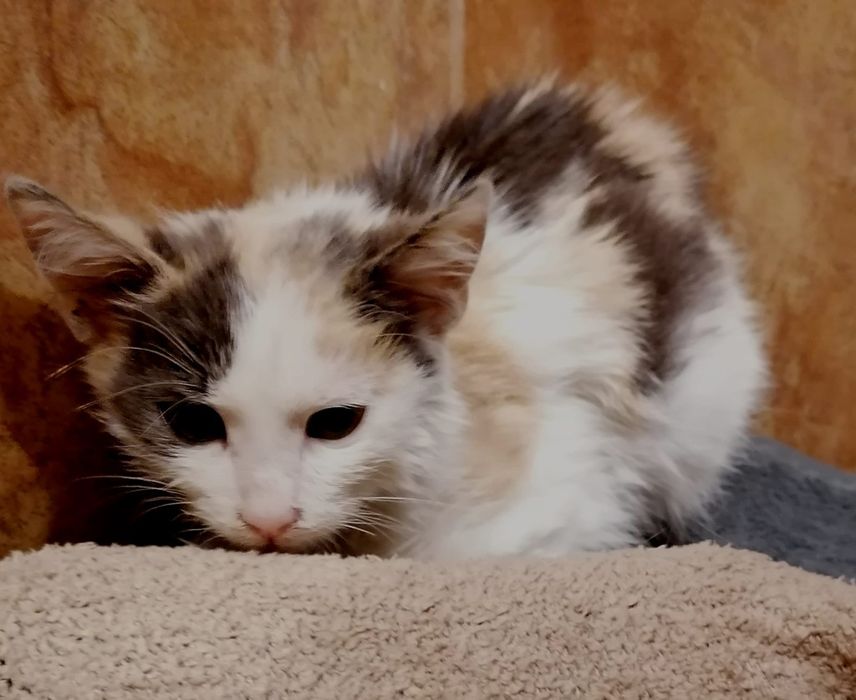 Женска котка на 3 месеца безплатна