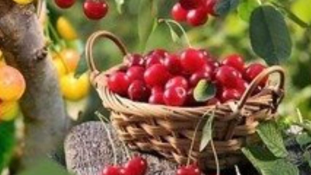 Cais umberto.Ciresi Gisella Pruni Meri Trandafir damasc Migdal Gutui