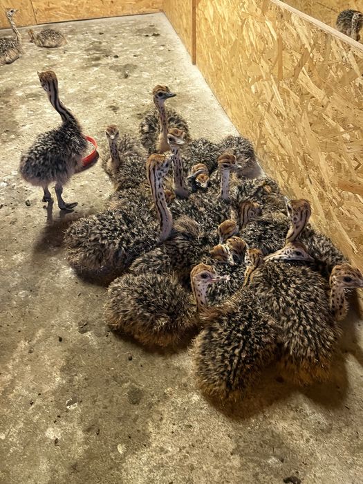 Pui de Struț negru african