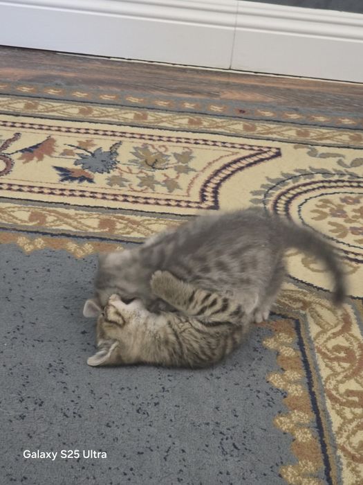 Отдам в добрые руки  котят