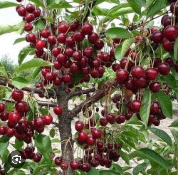 Вишня саженцы деревом