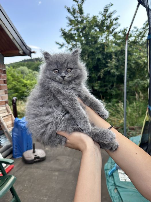 Британски котета