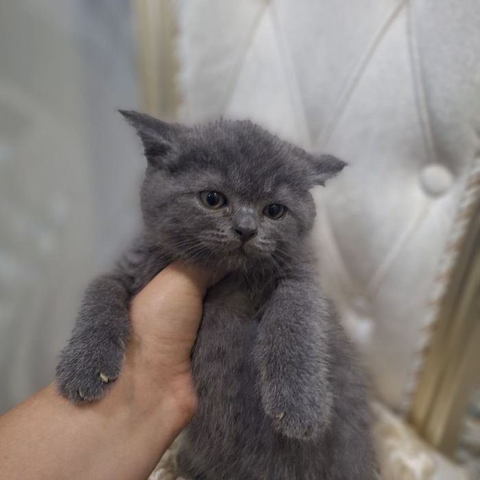 Scottish fold sotiladi soglom