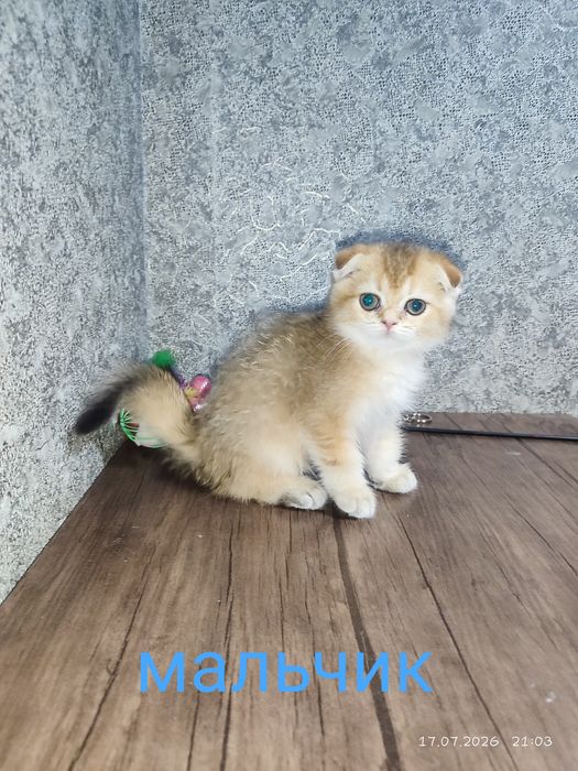 Продаются шотландские котята