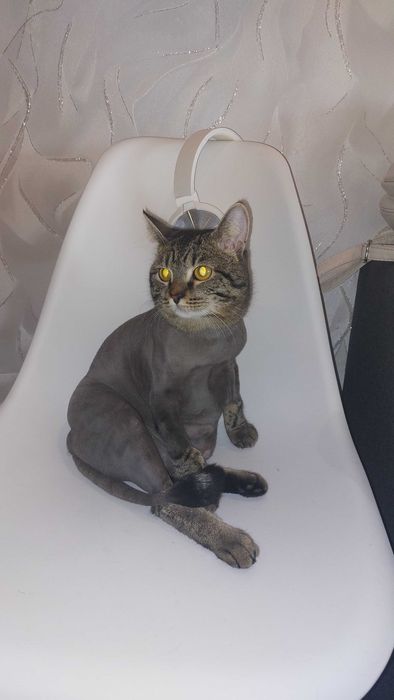 Стрижка кошек с выездом