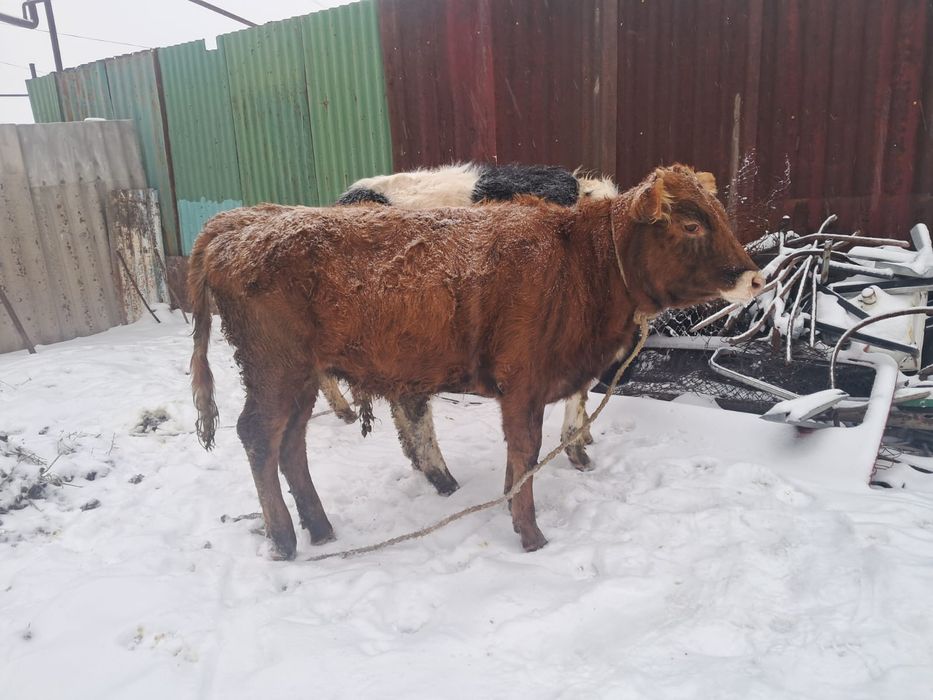 Узынагашта 11айлык тана