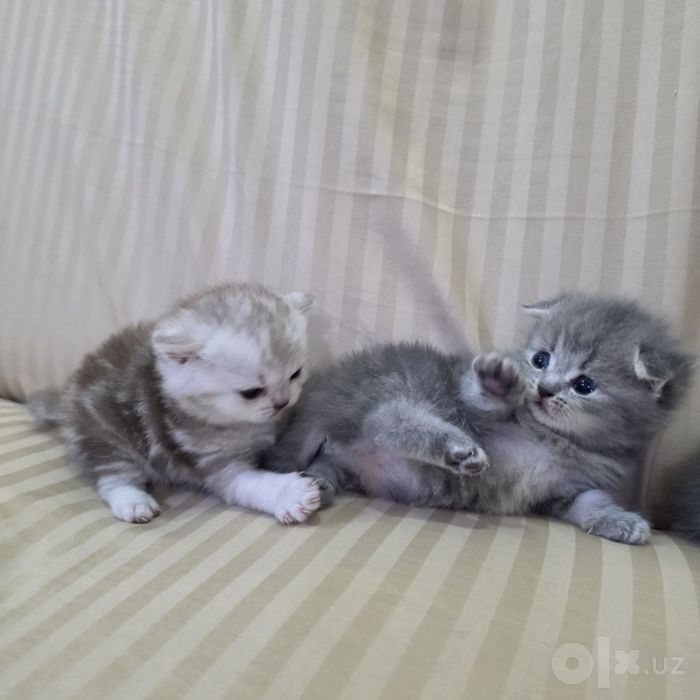 Котята пародистые