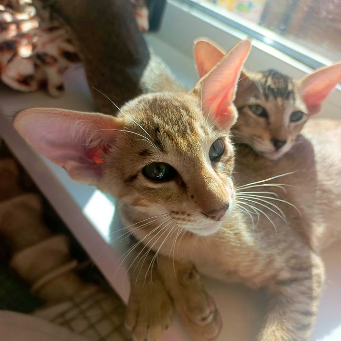 Ориентальные котята