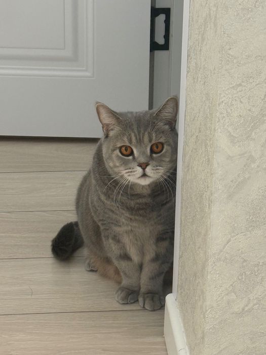 Британский кошка
