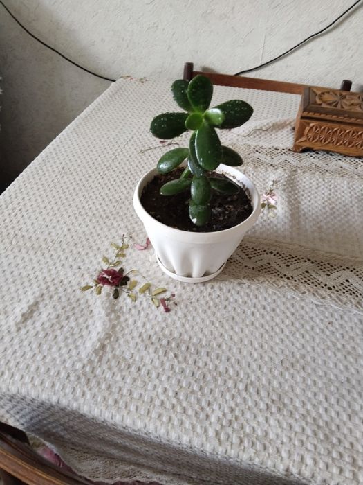 Денежное дерево толстянка крассула