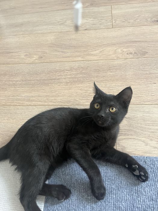 Отдаю кошку в добрые руки