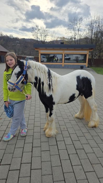 Gypsy Wanner in vârstă de 3 ani