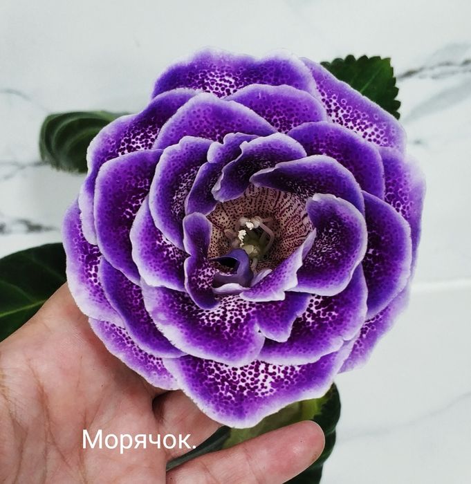 Цветущие глоксинии.