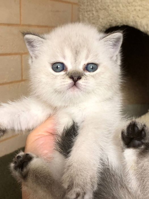 Шиншилла Скотиш страйт Блю поинт девочка шиншила