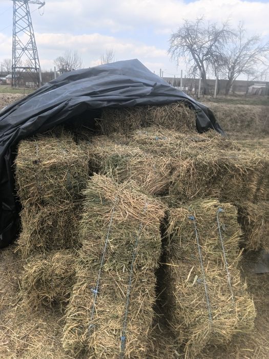 Vând baloti lucernă.