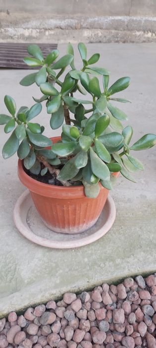 Гуллар сотилади.