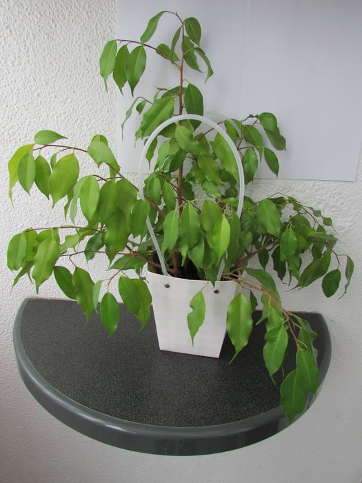 Цвете Бенджамин в декоративна опаковка