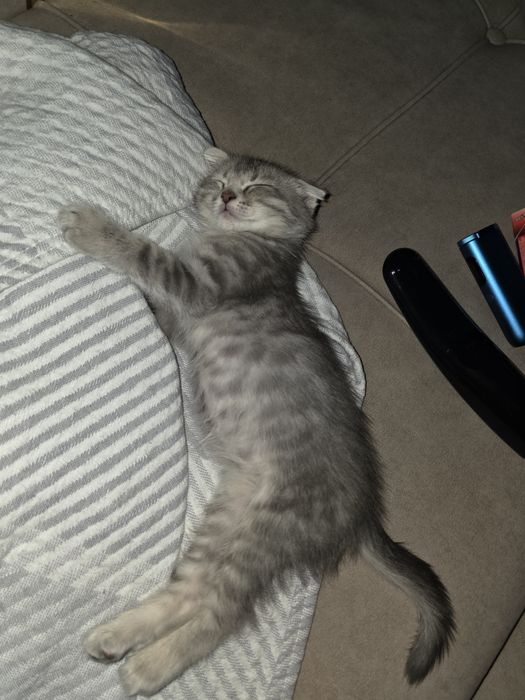 Вислоухий котенок