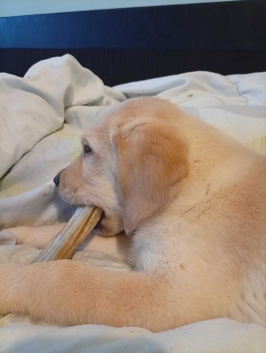 Продавам лабрадор ретривър