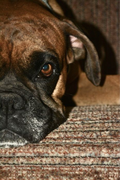 Вязка кобель немецкий боксер