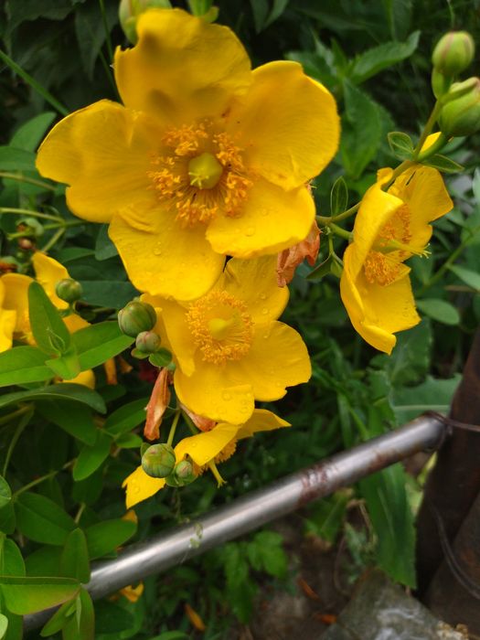 Многолетнии цветы, разных сортов и расцветок