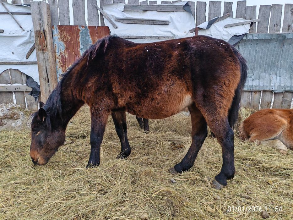 Продам лошадей до 15 голов