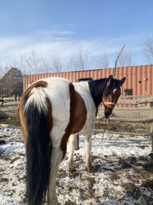 Ат,жылқы,соғым,лошадь