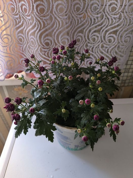 Продам саженцы васильков