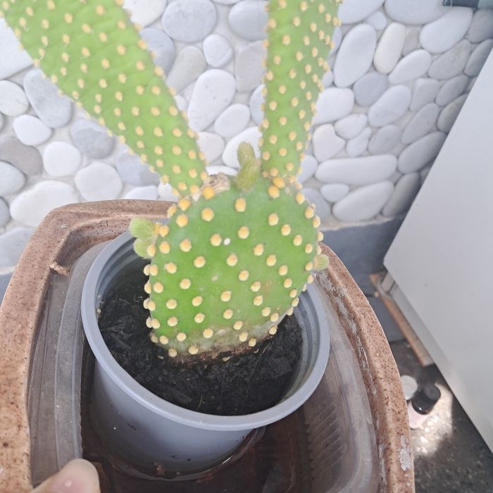 Градински флокс, стайни кактуси