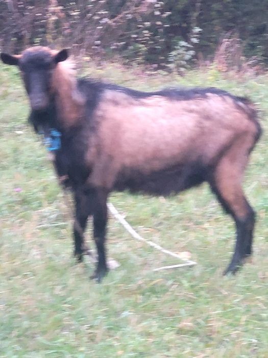 Țap alpin francez