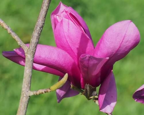 Magnolia livingstone