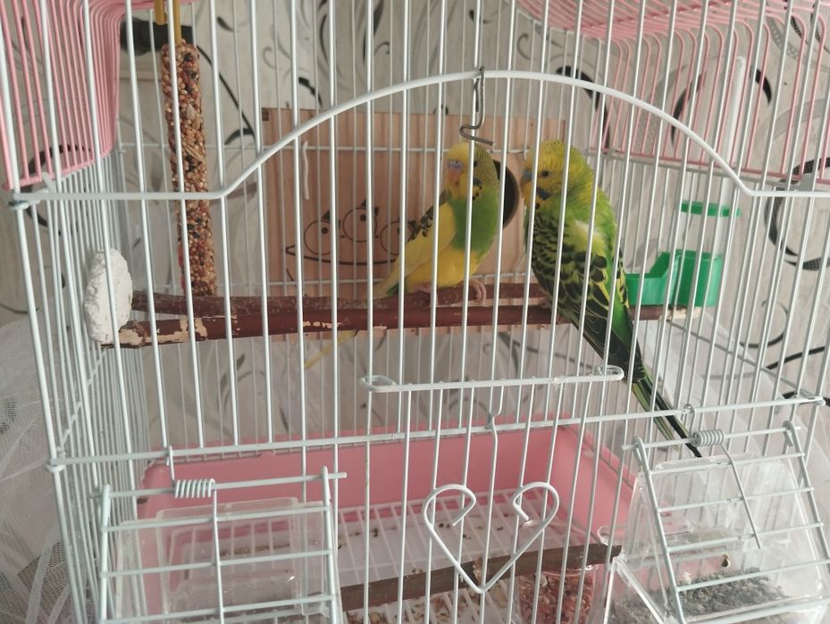 Попугаи волнистые (мальчик и девочка)