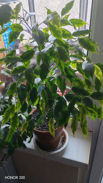 Продам фикус Бенджамина