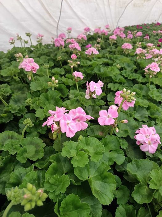 Цветя на Едро и Дребно