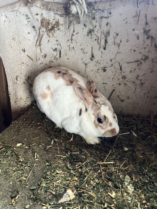 Iepuri Rex pitic tricolor !