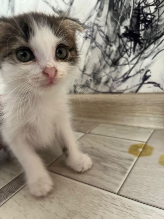 Продам котенка срочно