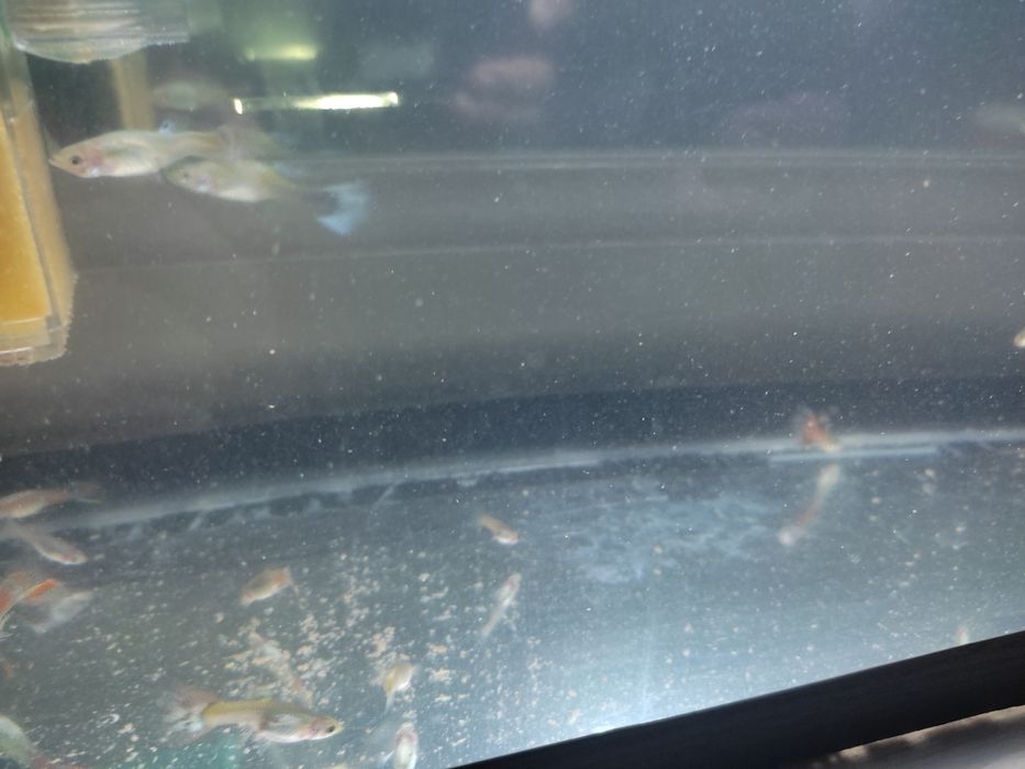 Гуппи сотилади хаммаси бир жойга