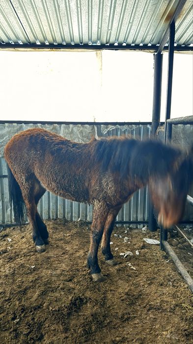 Семиз тай сатылады