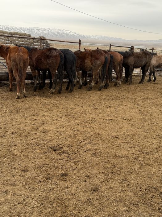 Тай құнандар сатылады!