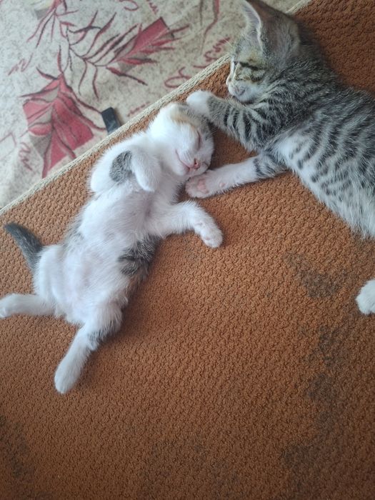 Котята в добрые руки.
