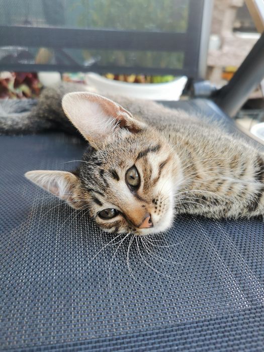 Ofer spre adoptie pisicuta tigrata