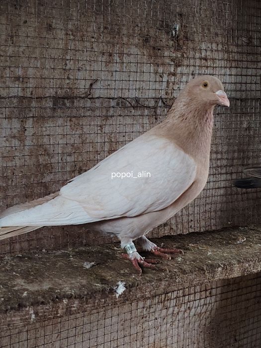 Porumbei colorati toy stencil frill stencil