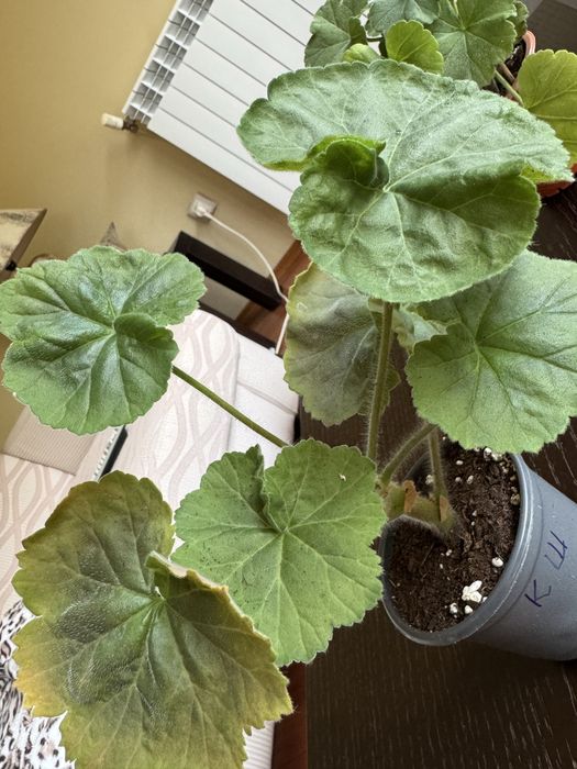 Вкоренени резници от сортови мушката.