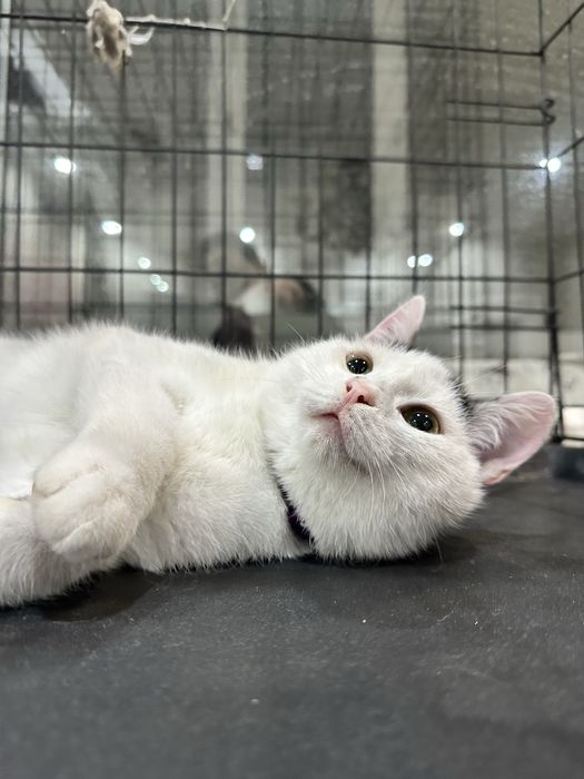 Пристраивается невероятно милый котенок!