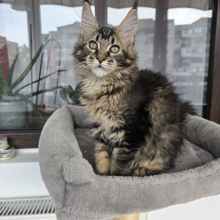 Fetita Maine Coon